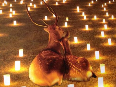 When the fawns have gone to bed, Mr. and Mrs. Deer share a romantic moment. Deer Couple, A Deer, Awkward Moments, E Card, On The Ground, Funny Animal Pictures, Animal Memes, Bones Funny, Funny Cute