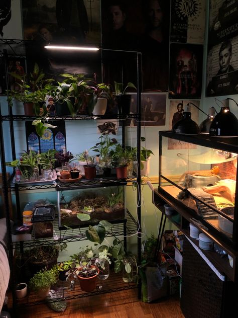 Aquarium And Plant Room, Aquarium In Room Aesthetic, Bedroom With Reptile Tank, Plant And Aquarium Room, Snake Room Ideas, Terrarium Shelves, Snake Enclosure Aesthetic, Fish Tank In Room, Terrarium Bedroom