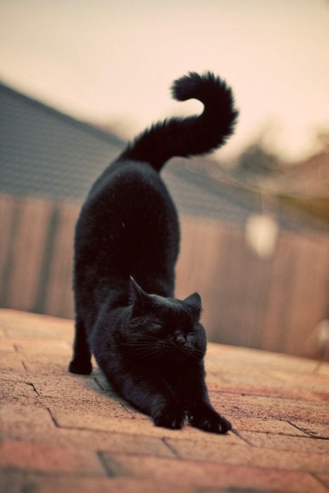 Cat Stretch. Gatos Cool, Cat Stretching, Image Chat, Söt Katt, A Black Cat, Domestic Cat, Cats Meow, Crazy Cat Lady, Beautiful Cats