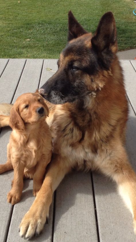 German Shepherd And Golden Retriever Friends, German Shepard And Golden Retriever Puppies, Golden Retriever German Shepherd Cross, Golden German Shepherd, German Shepherd And Golden Retriever, Golden Retriever And German Shepherd, German Shepherd Family, Golden Shepherd, Golden Retriever Training