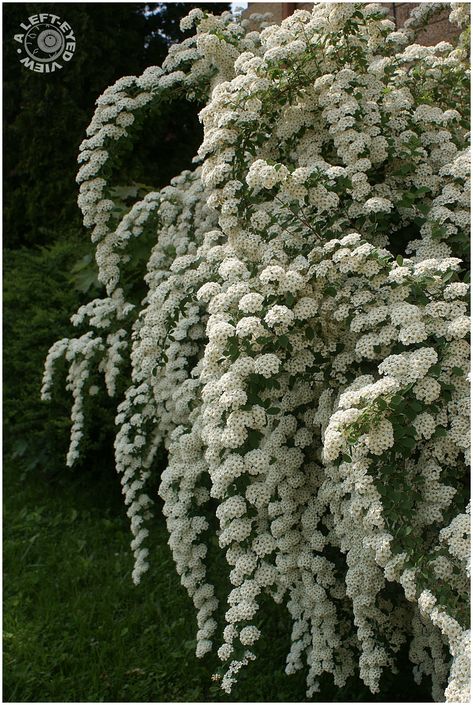 "Bridal Wreath Flowers", Spirea White Spirea, Bridal Wreath, Lavender Garden, Garden Shrubs, Moon Garden, White Gardens, Perennial Garden, Garden Cottage, Wedding Veil