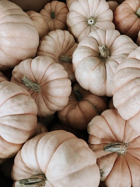 I neeeeeeed these pumpkins on my doorstep #fall #pumpkins #aesthetic #season #photography Pumpkin Wallpaper, Wallpaper Fall, Fall Mood Board, Cute Fall Wallpaper, Iphone Wallpaper Fall, Fall Background, Bon Weekend, Fall Inspo, Fall Pictures