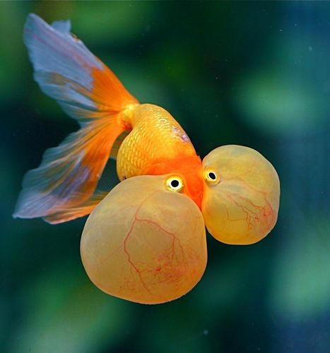 I take it back. I'm pretty sure this is a goldfish,...sorry. blow fish - yellow - sea - ocean. So "Down to the Sea NOT. Bubble Eye Goldfish, Fancy Goldfish, Bubble Fish, Beautiful Sea Creatures, Cute Fish, Underwater Creatures, Underwater Life, Exotic Fish, Gold Fish