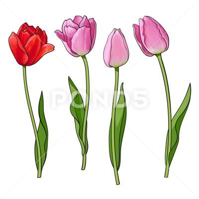 Hand drawn set of side view red, pink tulip flower Stock Illustration #AD ,#side#view#set#Hand Red Tulips Drawing, Realistic Hand Drawing, Woodburning Art, Tulip Drawing, Tulip Tattoo, Tulips Arrangement, Flower Sketch, Tulip Painting, Tulips Art