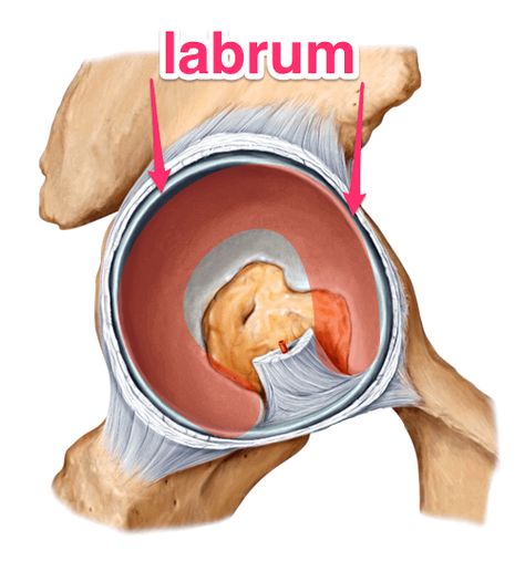 Torn Labrum, Sciatic Nerve Pain Relief, Hip Exercises, Hip Problems, Nerve Health, Yoga Anatomy, Yoga Books, Nerve Pain Relief, Hip Stretches