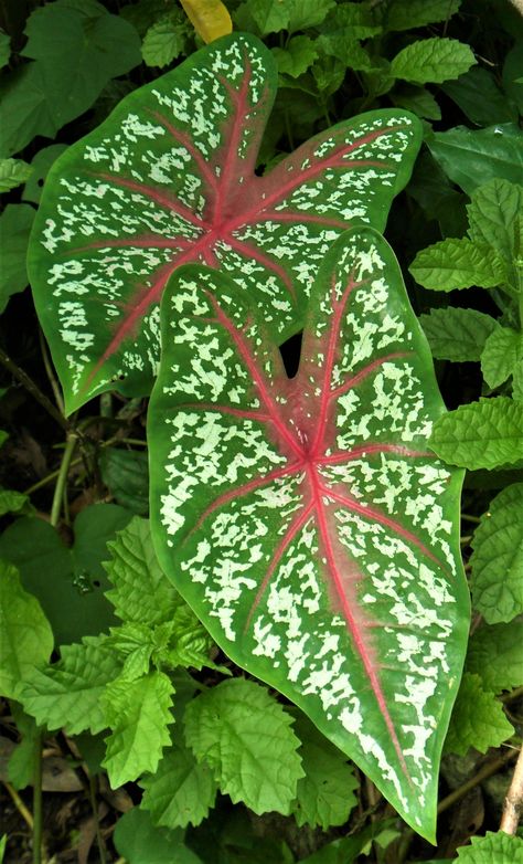 White Caladium, Moonlight Caladiums, Caladium Thai Beauty, Caladium Red Flash, Caladium Pink Symphony, Money Wallpaper Iphone, Plant Aesthetic, Leaf Art, Small Garden