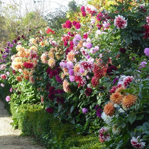 Rousham gardens on Instagram: “The Dahlia border before the frost finally finished it off. #rousham #roushamgardens #dahlia #dahlias #oxfordshiregardens #walledgarden” Dahlia Garden, Dahlias Garden, Cottage Garden Design, Flower Farmer, Cut Flower Garden, Garden Pictures, Dahlia Flower, Nature Garden, November 1