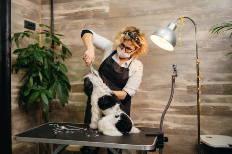 Dog Groomer Photo Shoot, Terrier Grooming Styles, Work Photoshoot, Yorkshire Terrier Grooming, Grooming Salons, Pet Grooming Salon, Professional Photoshoot, Human Photography, Groom Photoshoot