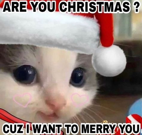 Christmas Memes Cute, Cat Christmas Meme, Merry Christmas Cats Funny, Hehe Cat, Cold Meme, Christmas Cat Memes, Speed Movie, Merry Christmas Meme, Grumpy Cat Christmas