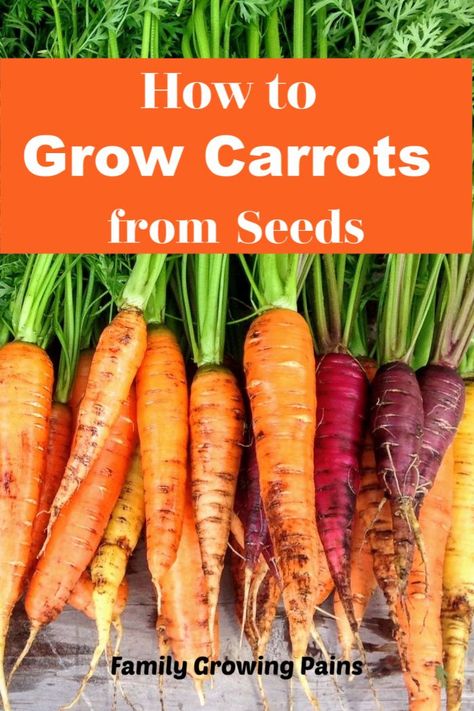 Carrot Garden Raised Beds, Growing Carrots In Raised Beds, How To Plant Carrot Seeds, Growing Carrots In Containers, Growing Carrots From Seed, Carrots Growing, Planting Carrots, Grow Carrots, How To Plant Carrots