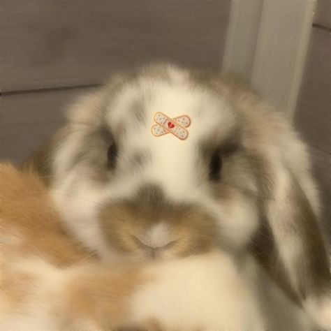 Cute Bunny Matching Pfp, Matching Easter Pfp, Matching Bunny Pfps, Rabbit Matching Pfp, Animals Matching Pfp, Bunny Matching Pfp, Rabbit Profile, Rabbit Pfp, Matching Pfp Wallpaper