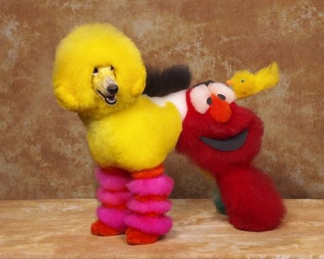 Cats always get the internet fame but you need to check out these top crazy dog haircuts we've put together for your amusement.  #top5 #topfive #dog #animals #dogs Anjing Poodle, Creative Grooming, Poodle Grooming, Dog Haircuts, Poor Dog, Street Dogs, Dog Costume, Big Bird, Crazy Dog