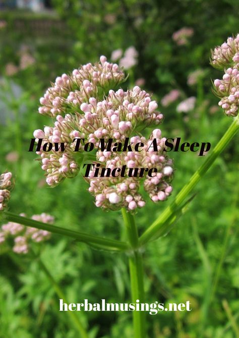 We've all had those nights at one time or another where sleep just seems impossible. This sleep tincture is powerful and you get a really good nights sleep with #diy #sleeptincture #herbs #herbalmedicine #sleepherbs Sleep Tincture Recipes, Sleep Tincture, Tinctures Recipes, Diy Medicine, Sleep Spray, Good Nights, Tea Health Benefits, Woo Woo, Natural Sleep Aids