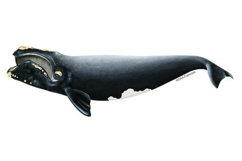 Whales Illustration, Creature Illustration, Bowhead Whale, Trophic Level, Whale Species, Whale Pictures, Right Whale, Largest Whale, Whale Drawing