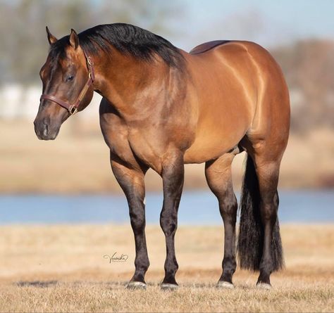 Dunskin Quarter Horse, Quarter Horse Foal, Bay Horse Western, Stock Horse, Chestnut Quarter Horse, Horse Foal, Black American Quarter Horse, Horse Standing, Standing Pose