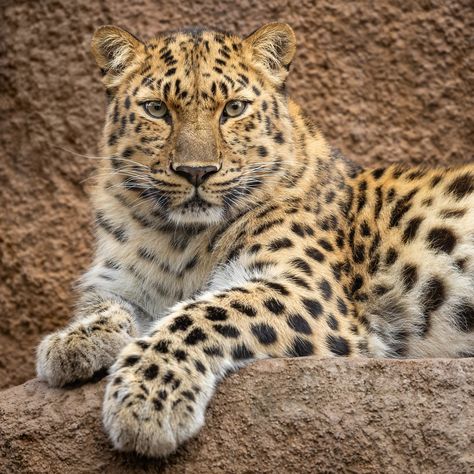 I could just gaze at her beauty all day long. Satka the female Amur Leopard, born 3-29-14 Amur Leopard, Long T, Big Cats, Mosaic, Beauty