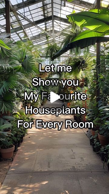 Must Have House Plants, Rooms Full Of Plants, Best Big Indoor Plants, Taking Care Of House Plants, Where To Place Plants In Your Home, Big House Plants Indoor, Plant Styling Ideas, Unique Indoor Plants, Indoor Plants Decor Living Room Ideas