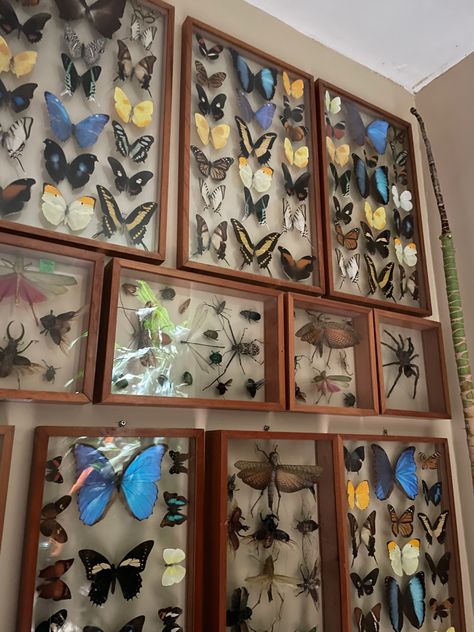 Bug Collection Aesthetic, Insect Display Case, Bug Room Decor, Mounted Insects, Bug Display, Bug Pinning, Entomology Decor, Insect Display, Taxidermy Wall