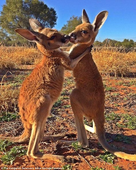 Kangaroo Logo, Australia Animals, Alice Springs, Australian Wildlife, Wildlife Sanctuary, Australian Animals, Sweet Animals, Animal Tattoos, Funny Animal Pictures