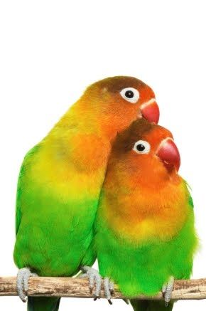 peartreedesigns: Beautiful Natural Colours Love Birds Photos, Free ... Birds Wallpaper Hd, Parrot Wallpaper, Show Logo, African Love, Bird Wallpaper, Soul Mate, Bird Pictures, Exotic Birds, Bird Photo