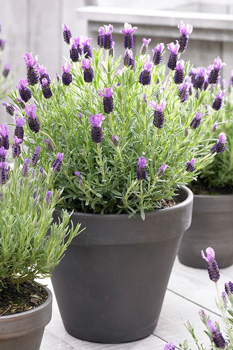 Indoor Lavender Plant, Lavender Plant Care, Potted Lavender, Spanish Lavender, Lavender Varieties, Lavender Plants, Plants In Pots, Mosquito Repelling Plants, Lavender Garden