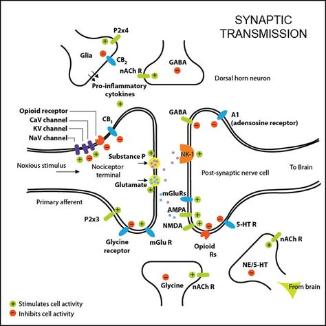 Synaptic Transmission Synaptic Transmission, Nervous System Anatomy, Brain Neurons, Ap Psychology, Medicine Notes, Improve Your Memory, Pharmacology Nursing, Brain Anatomy, Biology Lessons