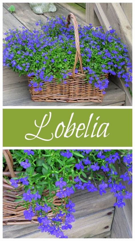 Blue Lobelia is a wonderful annual to add to your garden this year. It comes in VIBRANT shades with loads of blooms and grows in full sun to part shade. Blue Lobelia, Lobelia Cardinalis, Full Sun Flowers, Container Gardening Flowers, Have Inspiration, Garden Containers, Container Flowers, Shade Plants, Gardening Supplies