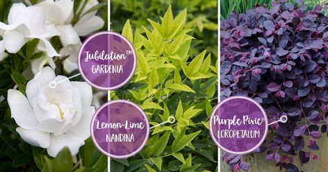 Add fragrance and lovely foliage to the landscape with a scalable combination of plants: Jubilation Gardenia, Lemon Lime Nandina and Purple Pixie Loropetalum. A dash of fragrance in spring and summer and color all year!  #aromaticblooms #gardenia #deerresistant #plantcombo #gardenplanning #gardendesign #purpleplants #southernliving Gardenia Companion Plants, Nandina Companion Plants, Loropetalum Landscape Ideas, Jubilation Gardenia, Farmhouse Gardens, Purple Pixie Loropetalum, Lemon Lime Nandina, Foundation Plants, Plant Combos