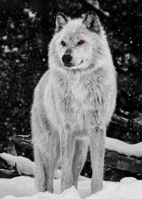 Alpha Wolf Wallpaper, Alpha Wolf Tattoo, Alpha Wolf Art, Wolf With Red Eyes, Werewolf Aesthetic, Wolf Eyes, Wolf Photography, Alpha Wolf, Wolf Photos