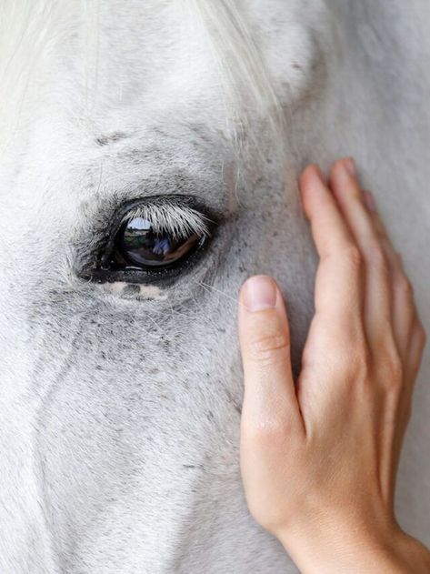 Equine Massage Therapy, Equine Massage, What Love Means, Nights In White Satin, Equine Portraits, Horse Inspiration, Cowgirl Aesthetic, Horse Aesthetic, Horse Ranch