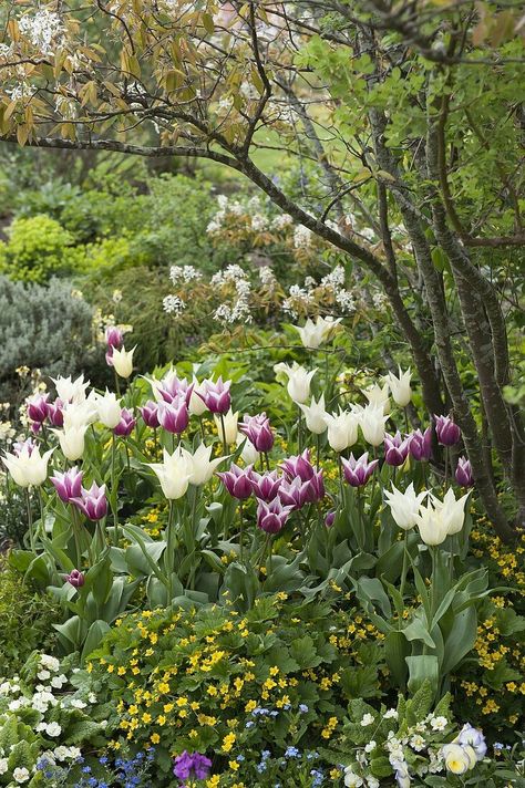 Tulip Bed, Spring Bed, Interior Design Images, Garden Bulbs, Bed Springs, Green Garden, Spring Garden, Garden Beds, More Pictures