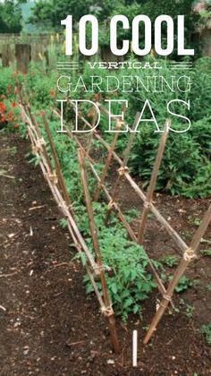 Vertical Gardening Ideas, Vertical Vegetable Gardens, Indoor Vegetables, Vertical Vegetable Garden, Garden Layout Vegetable, Green Ideas, Vegetable Garden For Beginners, Vertical Herb Garden, Indoor Vegetable Gardening