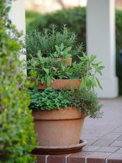 Mediterranean herbs such as thyme, sage, oregano and rosemary grow well in terra-cotta clay containers because the material dries out quickly and provides great drainage. Group plants together that have the same growing needs — sunlight, soil and moisture. Herbs like oregano, rosemary, lavender, cilantro, fennel, and dill thrive in full sun. Mints, chives, parsley and sage can handle dappled shade. Raised Bed Herb Garden, Clay Containers, Mediterranean Herbs, Edible Landscape, Avocado Dessert, Herb Garden Design, Gardening Techniques, Edible Landscaping, Growing Tips