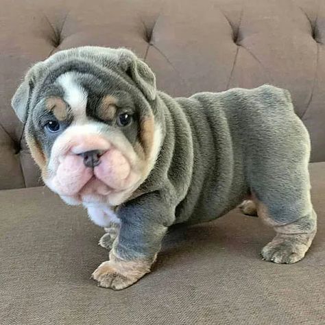 Cute Bulldog Puppies, Bulldog Pics, Cute Dogs Images, Very Cute Puppies, Bulldog Francese, Cute Bulldogs, English Bulldog Puppies, Very Cute Dogs, Cute Little Puppies