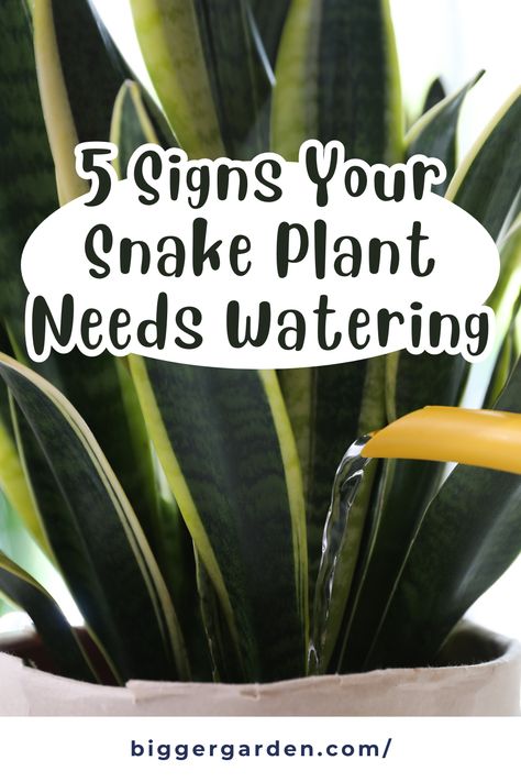 Curious about the secret language of your snake plant? Uncover the hidden signs that indicate it's time to quench its thirst in our insightful article. Click now to become a plant whisperer and ensure your green companion thrives, and remember to follow us for a treasure trove of gardening inspiration! Inside House Plants, Snake Plant Indoor, Silent Language, Snake Plant Care, Indoor Oasis, Be Vulnerable, Snake Plants, Gardening Inspiration, Plant Care Houseplant