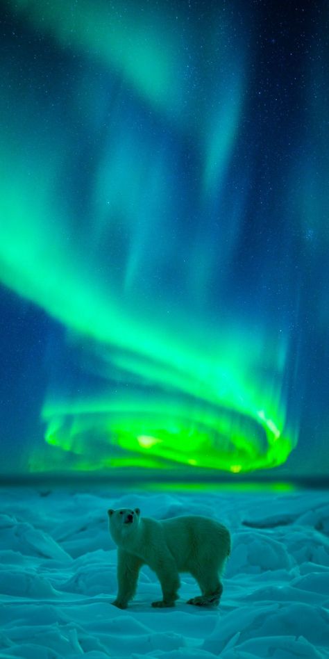 Northern Lights Wallpaper, Northern Lights Photography, Northern Lights Painting, Halloween Wallpaper Cute, Northern Lights (aurora Borealis), Aurora Borealis Northern Lights, Dorm Art, Love Conquers All, Polar Light