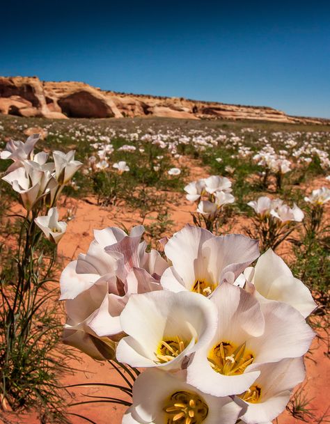 Sego Lily, Mariposa Lily, State Flowers, Garden Inspo, Lily Plants, Senior Project, Red Rocks, Desert Plants, Wedding Mood Board