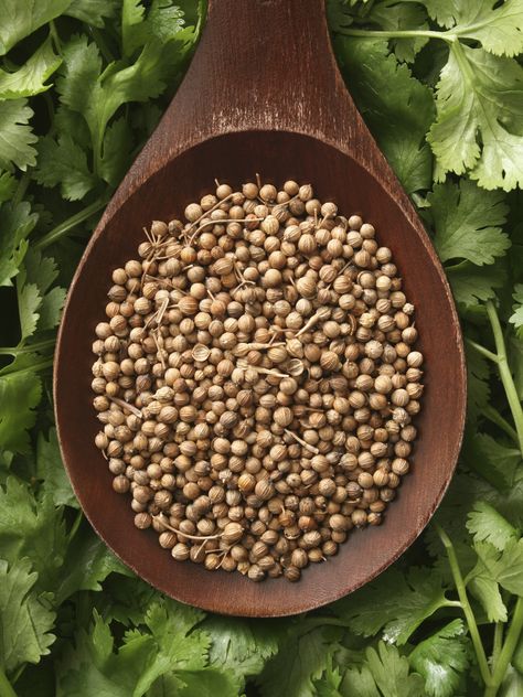 Coriander seeds & cilantro. Coriander is one of those rare spices that we seem to use equally in seed, powder or plant form. It is used both fresh and dry and is a popular garnish on dishes. The fresh form is sold in grocery stores as cilantro.  Indians know this herb as dhanya & it’s a staple in any masala box.  According to Ayurveda, the rasa or initial taste of coriander is astringent.  It then creates a sweet taste as it’s digested. Coriander is fine for all 3 Ayurvedic body types to use Coriander Seeds Benefits, Health Benefits Of Coriander, Benefits Of Coriander, Seeds Benefits, Edible Seeds, Healthy Herbs, Beauty And Health, Spices And Herbs, Aromatic Herbs