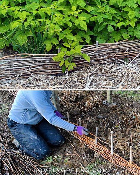 Woven Stick Fence, Raspberry Cane Fence, Woven Garden Beds, Stick Garden Edging, Tree Branch Garden Edging, Raspberry Canes, Wild Flower Meadow, Patio Garden Design, Garden Animals