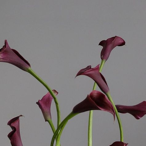 AIKU FLORAL on Instagram: "Calla lilies & long beans  . . . . . . . . . . #longbeans #callalily #flowers #eventflowers #floralinspo #flowermagic #centerpieces #dancingflowers #weeklyflowers #interiorflowers" Calla Lily Ikebana, Dark Calla Lily, Lily Table Decor, Aiku Floral, Burgundy Calla Lily, Calla Lily Centerpiece, Calla Lily Arrangement, Red Flowers Wedding, Holiday Editorial