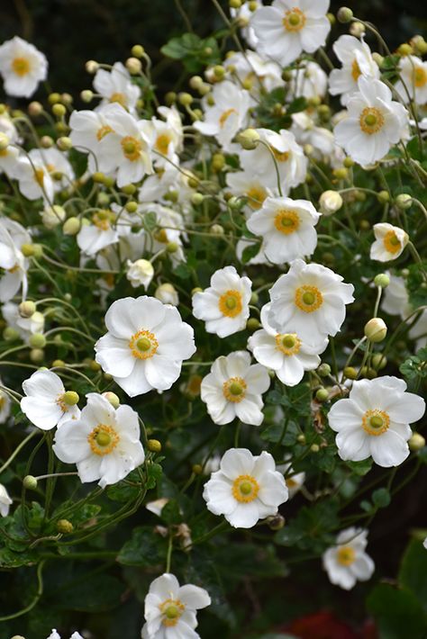 Japanese Anemone, Buttercup Flower, Anemone Flower, Moon Garden, Landscaping Supplies, Herbaceous Perennials, Low Maintenance Plants, White Gardens, Types Of Soil