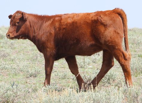 Cow Side Profile, Cow Side View, Cow Belt, Moo Cow, African Dance, Image Reference, Cow Face, Fluffy Cows, Jack And The Beanstalk