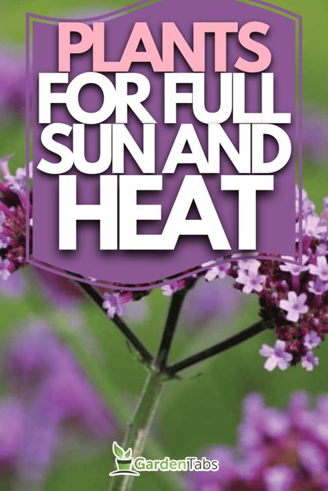 39 Plants That Like Full Sun And Heat Plants That Love The Sun And Heat, Full Sun Window Boxes Flowers, Plants That Tolerate Heat And Sun, Full Sun Flowers That Bloom All Summer, Plants For Direct Sunlight Outdoor, High Heat Plants, Direct Sunlight Plants Outdoor, Full Sun Window Boxes, Full Sun Plants For Containers