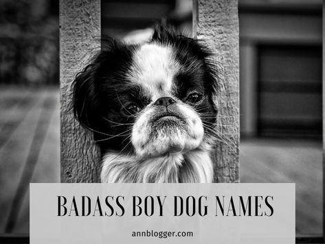 Badass Boy Dog Names [600+ Top Ideas] - Ann Blogger Small Dog Names Boys, Small Dog Names, Famous Villains, Badass Names, Dog Names Unique, Boy Dog Names, Girl Dog Names, Warrior Names, Best Names