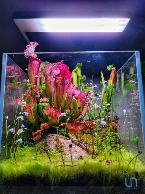 Best Terrarium Plants, Carnivorous Plants Terrarium, Bog Plants, Fish Tank Terrarium, Aquascape Design, Fish Tank Design, Bog Garden, Indoor Water Garden, Beautiful Terrariums