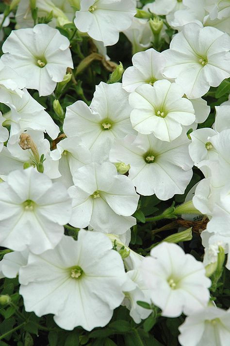 Petunia 'Supertunia Mini White' White Petunias, Themed Decorations, Summer 2025, Yard Work, Petunias, Gardening Ideas, Yard Landscaping, White Flowers, Landscaping