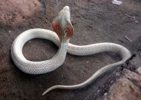 Rare Albino Animals, Albino Animals, Cobra Snake, Cute Snake, Snake Art, Beautiful Snakes, Snake Venom, Reptile Snakes, King Cobra