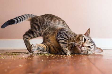 Photographer Catches Hilarious Pics Of Cats On Catnip! - Cole & Marmalade Funny Kittens, Foster Kittens, Pet Photographer, Cat Photography, Cat Behavior, Kittens Funny, Cute Kittens, Cat Care, All About Cats