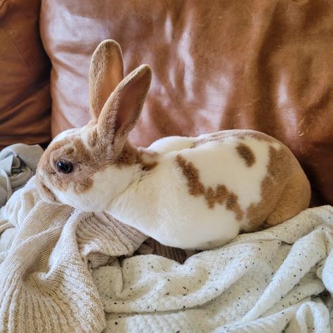 Mini Rex Bunnies, Bunny Breeds, Mini Rex Rabbit, Bunny Bun, Bunny Images, Silly Rabbit, Petting Zoo, Rex Rabbit, Baby Bunnies