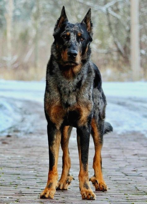 Harlequin Beauceron, French Shepherd, Beauceron Dog, Rare Dogs, Blue Heeler Dogs, Disabled Dog, Scary Dogs, Huge Dogs, Dream Dog